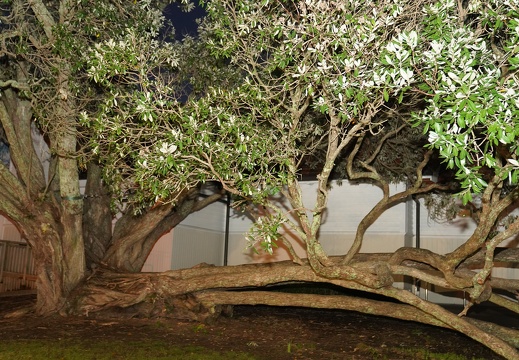 DSC09136